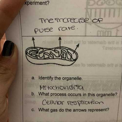 A. identify the organelle. mitochondria b. what process occurs in this organelle?