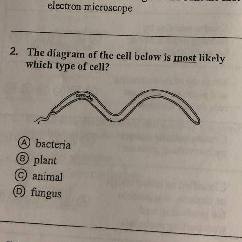 The diagram of the cell below is most likely which type of cell?