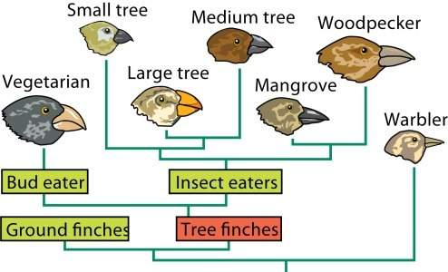 The pattern of evolution shown in the finches above is known as a. convergent evolution.