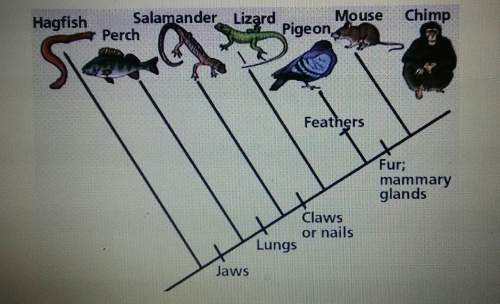 Based on the cladogram1. after which animals did protection from the elements arise?