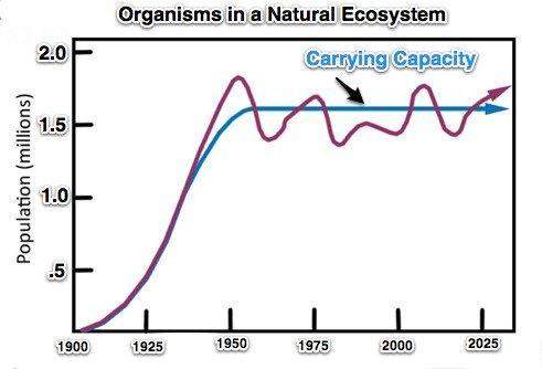 The graph represents a typical carrying capacity graph, or the maximum population size a certain env