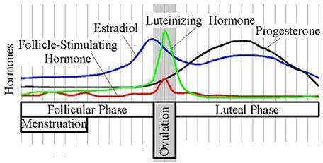 the graph shows the changing levels of hormones during menstruation and ovulation. which horm