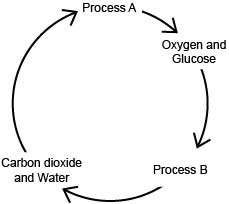 The diagram below shows the interrelationship between two processes. within which organism do proces