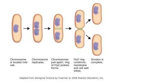 "the division of a bacterial cell into two daughter cells is accomplished by a protein called ftsz.