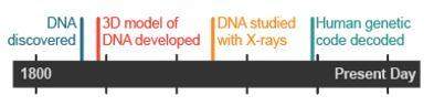 Which timeline shows the correct order of contributions made to the discovery of dna?