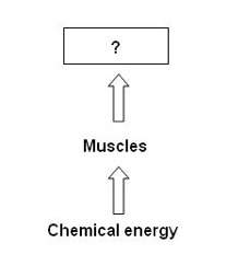 Need answers fast muscles convert chemical energy into  a)  light energy.