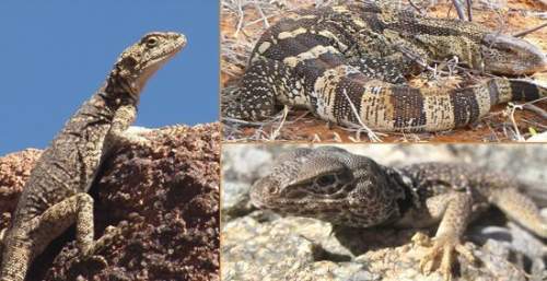 The three lizards in the photos above live thousands of miles away from each other. in fact, they ar