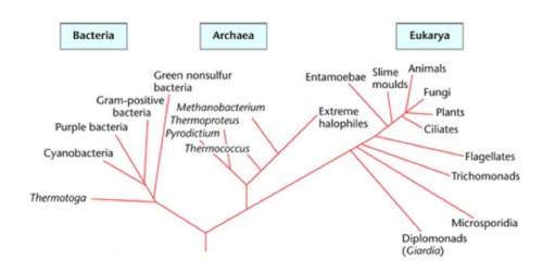 According to the phylogenetic tree, which domains are more genetically related?  eukarya