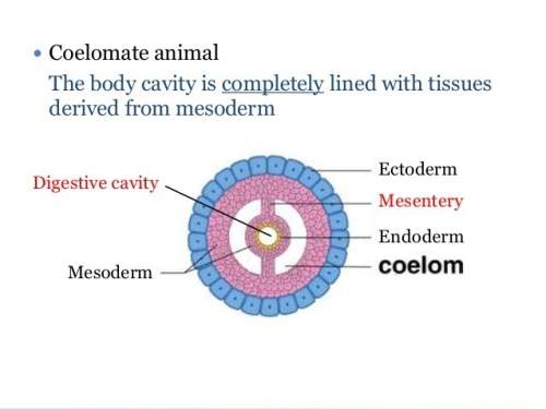 Identify the cavity that develops entirely from the mesoderm. a. ectoderm b. endoder