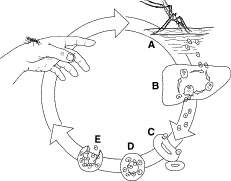 Based on the plasmodium life cycle shown in the figure below, what would happen if the mosquitoes di