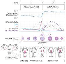 Describe what happens to the egg during the menstrual cycle on day 14.