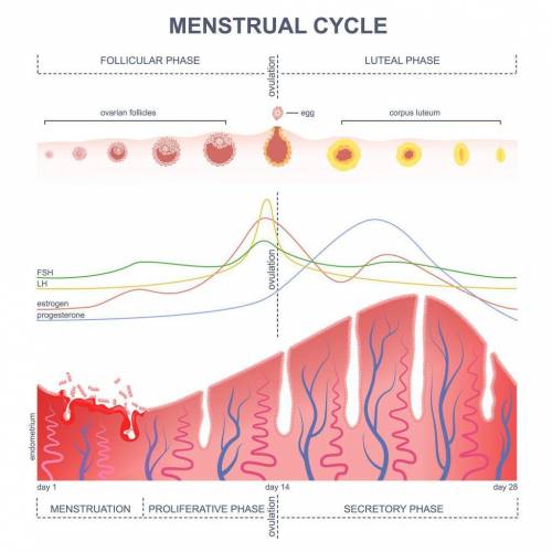 Describe what happens to the egg during the menstrual cycle on day 14.