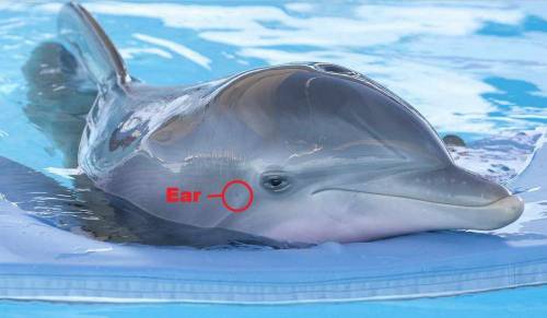 How does sound reception differ between humans and dolphins?