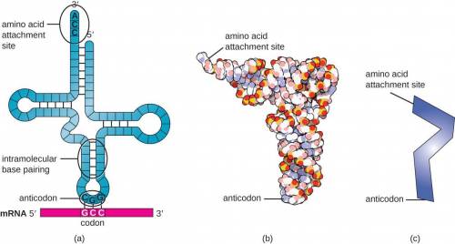 Which of the following correctly describes the structure of tRNA?

A. 3 base anticodon one the botto