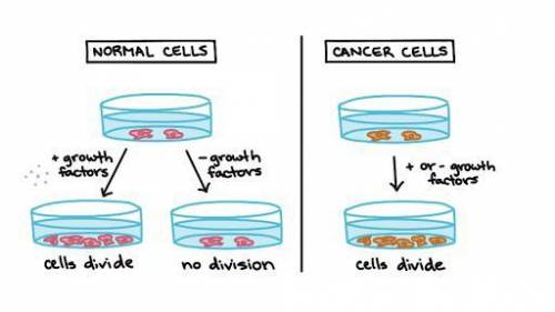 A mutation can affect a cellular process so that a cancer develops. Which cellular process has been