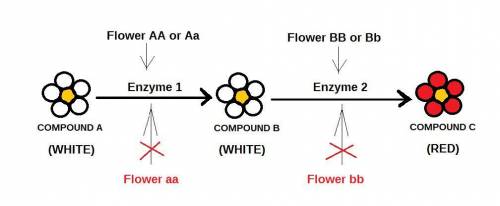Two plants with white flowers, each from true-breeding strains, were crossed. All the F1 plants had