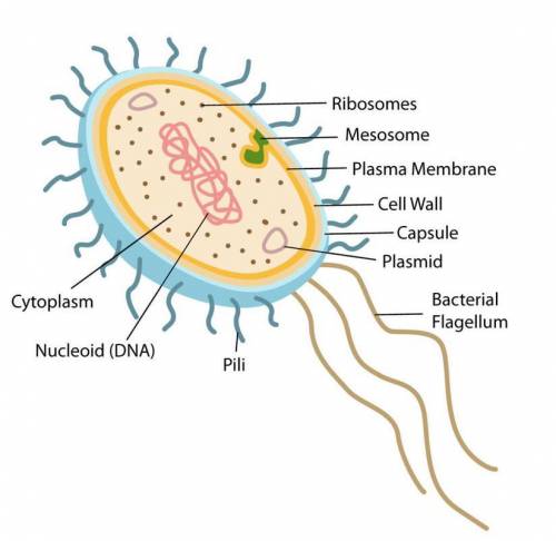 Describe the ultra structure of plasma-membrane in prokaryotes. ​