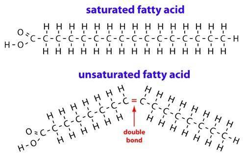 Why are the unsaturated fatty acids bent?