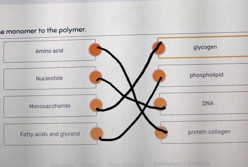 PLEASE HELP

Match the monomer to the polymer. Amino acid. glycogenNucleotide. phospholipid Monosacc