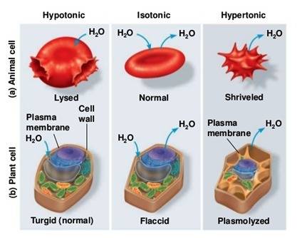 Distinguish among hypertonic hypotonic and isotonic solutions