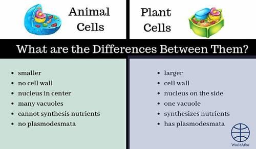 How can you tell the difference 
between a plant cell and animal cell?