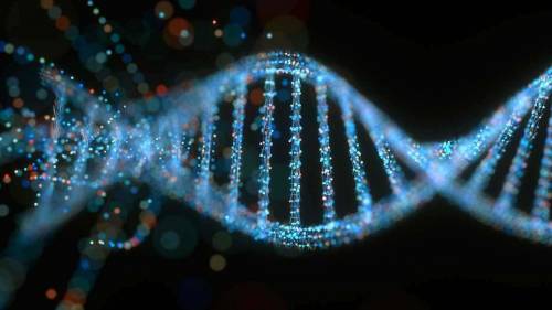 What is the function of DNA, and why is it called the heritable material