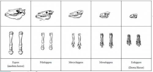 1. Give 2 similarities between each of the skulls that might lead to the conclusion that these are a
