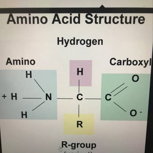 An amino acid includes a central carbon atom bonded to  a carboxyl group, and a hydrogen atom