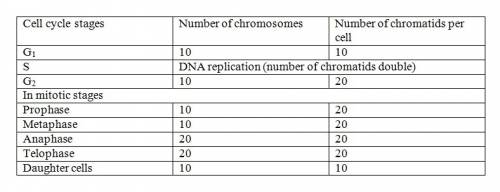Cell at metaphase of mitosis contains 20 sister chromatids, how many chromosomes will be present in 