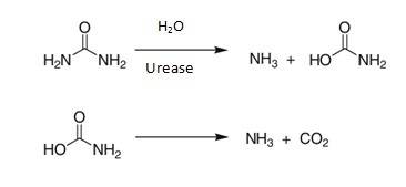 Besides urea, what other compound must be available for the urease enzyme to break down urea?