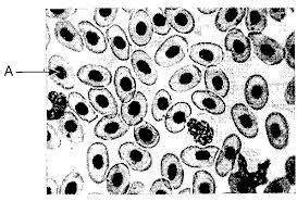 The photograph shows a sample of stained frog blood cells as viewed with the high-power objective of