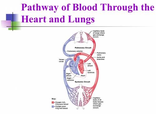 Blood has traveled from the heart to the fingers. which describes the next step of the circulation p