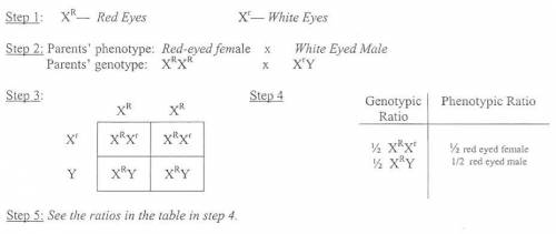 Red eye color in fruit flies is dominant over white eyes. If eye color is X-linked,

what results do