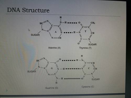 How are the bases in dna like a four latter alphabet