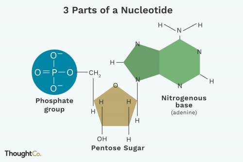 A nucleotide is made of three parts. They are: __?__, __?__, and __?__.