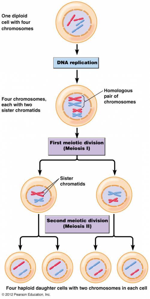 Suggest a way you could improve the models to better represent the process of meiosis
