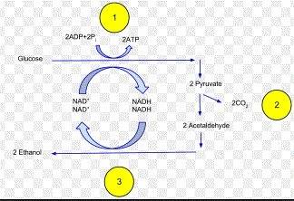 What process is described in the following diagram?  (2 points) two pyruvate molecules are converted