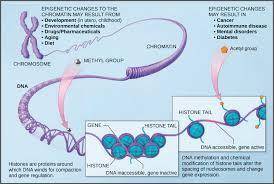 10. What is the structure of chromatin and how does it affect gene regulation?