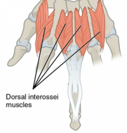 Identify the planar muscle that abducts the fingers from the middle