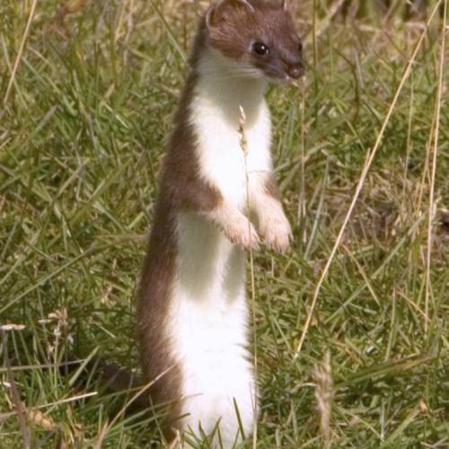 look up animal stoat to see the cutest thing ever. Add attachments of the picture you saw. who ever