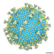 What does a 3d model of the epstein barr virus look like and how is it look   answer !   you