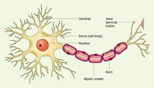 Nerve cells are essential to an animal because they directly provide