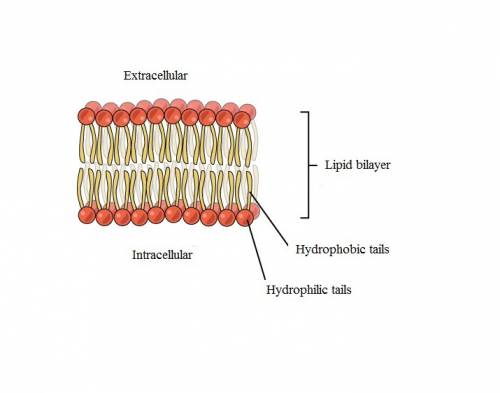 Phospholipids are arranged to form the plasma membrane so that a. the heads are facing the extra cel