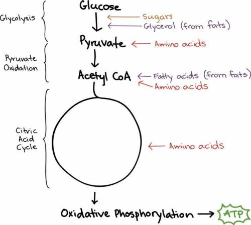 What is the order of how glucose molecules make it into the cells? *