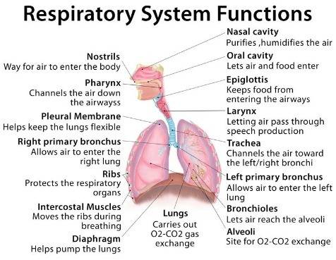 What are the two functions of the respiratory system