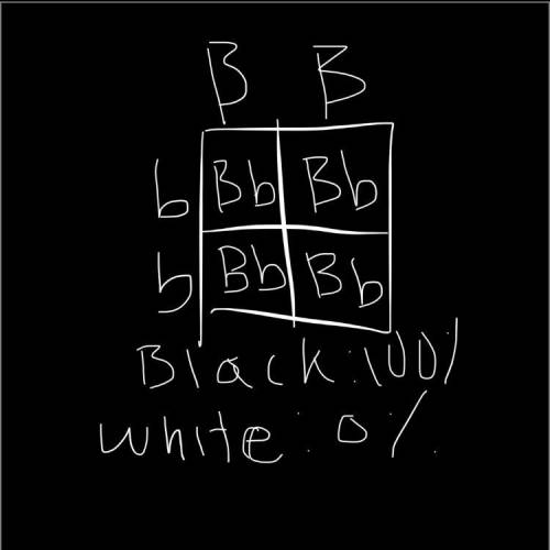 HELP
what do you put into the punnett square and what is the percent of black and white fur?
