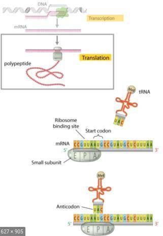Briefly describe the role of the ribosome and tRNA in translating the mRNA sequence into an

amino a