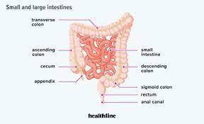 How long is the small intestine?
