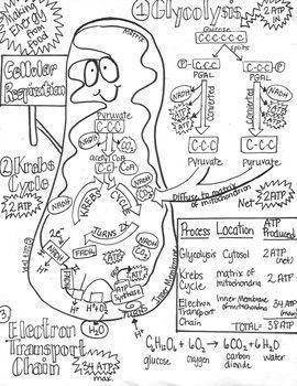 Illustrate the cellular respiration pathway (using diagrams)​