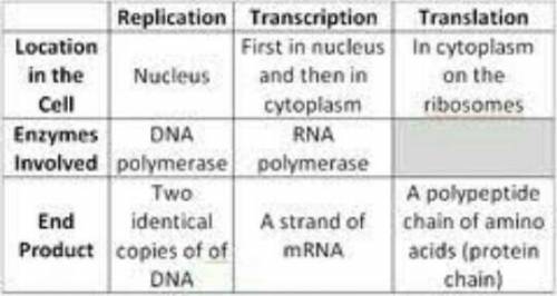 how does replication, transcription, translation, protein, synthesis, mitosis and meiosis connect (f